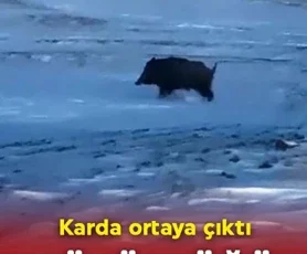 Bitlis’te ortaya çıktı! Büyüklüğü herkesi korkuttu