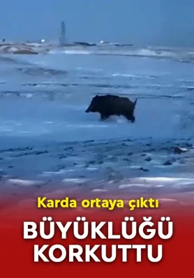 Bitlis’te ortaya çıktı! Büyüklüğü herkesi korkuttu