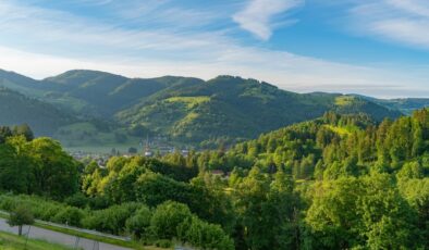 Mobilya devi iki ülkeden şehir büyüklüğünde orman satın aldı