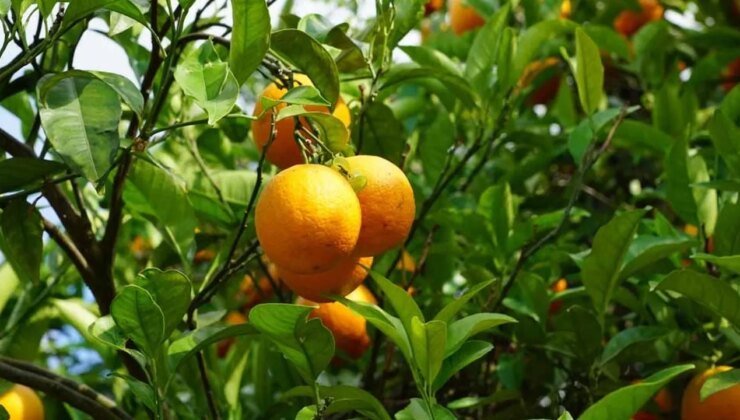 Narenciye üreticileri eylem başlatıyor