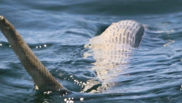 Patır patır kıyıya vurdular ekipler bölgeye akın etti: Balık da değil