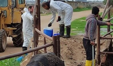 Şap hastalığıyla mücadele… Bir haftada 45 bin 214 büyükbaş aşılandı