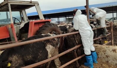Veteriner Dairesi, 130 işletmede 17 bin 300 adet büyükbaş hayvanın aşılandığını duyurdu
