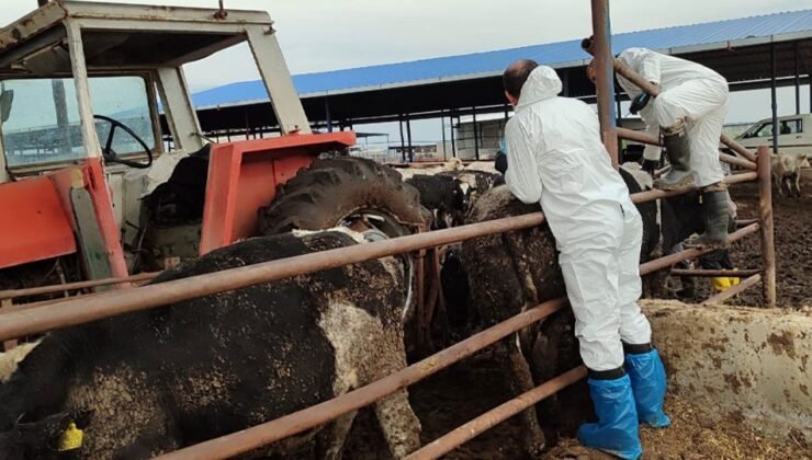 Veteriner Dairesi, 130 işletmede 17 bin 300 adet büyükbaş hayvanın aşılandığını duyurdu