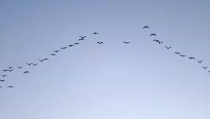 200 gün boyunca hiç yere konmadan yolculuk yapıyorlar: Havada uyuyup besleniyorlar