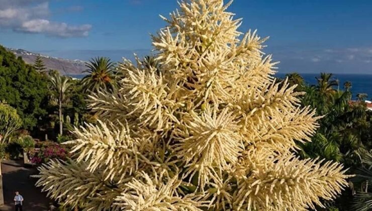 30 yıl sessizce bekledi: 2 katlı bina boyundaki dev 'ölmek' için uyandı