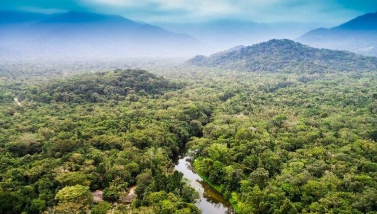 Amazon ormanlarında yeni bir yaratık bulundu: 5 metreden daha uzun