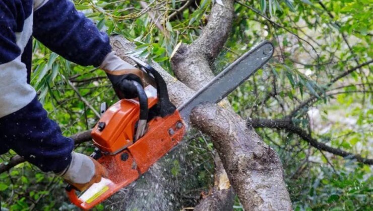 Dereboyu’nda, Orman Dairesi Fidanlığı önünde yarın ağaç kesimi yapılacak