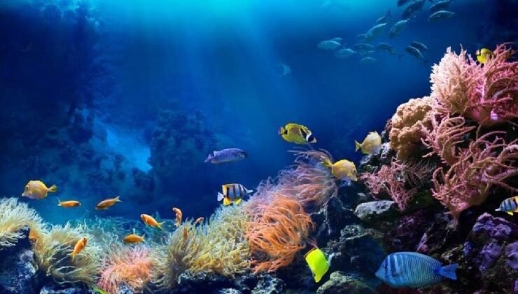 Dünyanın tek sıcakkanlı balığı: Okyanusun derinliklerindeki mucize