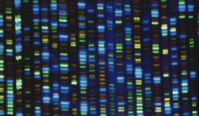 Genlerin insan ömrü üzerindeki rolü sanılandan çok daha büyük