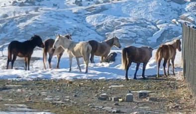 Diyarbakır’da aç kalan ‘Yaban Atlar’ şehre indi