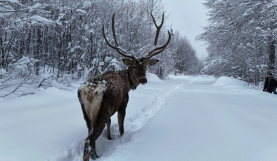 Kızıl geyik görenleri büyüledi