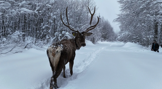 Kızıl geyik görenleri büyüledi