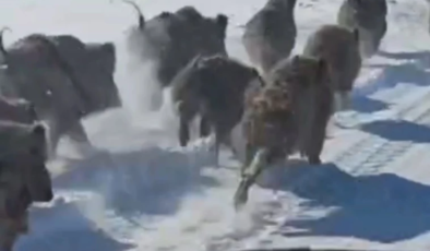 Korkutan görüntüler! Sürü halinde mahalleye indiler