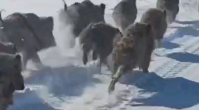 Korkutan görüntüler! Sürü halinde mahalleye indiler