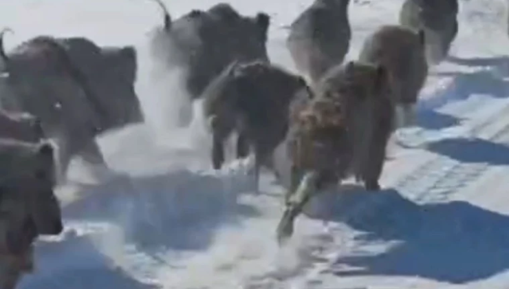 Korkutan görüntüler! Sürü halinde mahalleye indiler