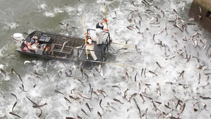 Motor sesi duyan sudan sıçrıyor… 49 ton balık yakalandı