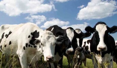 Tarım Bakanlığı: Şap hastalığıyla mücadelede aşılama, karantina ve denetimler sürdürülüyor