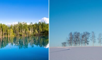Turistleri durdurmak için ağaçları kestiler! Hala akın akın geliyorlar