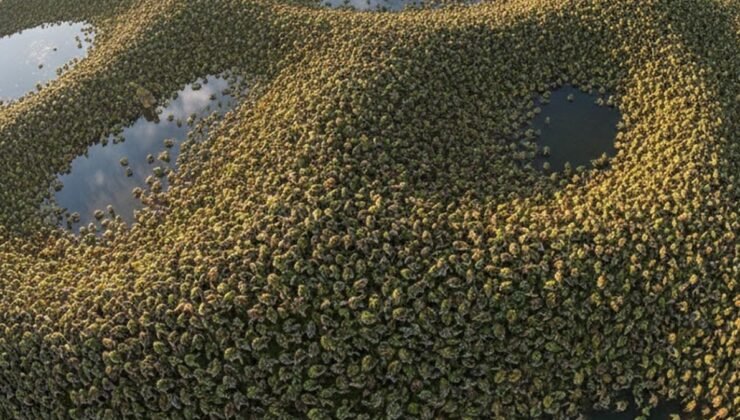 200 milyon tane yaratık doğdu: Koca kıtayı yutmak üzere