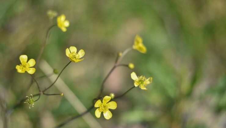 Cemre düşüyor, bahar yaklaşıyor