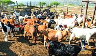 Detaylar açıklandı