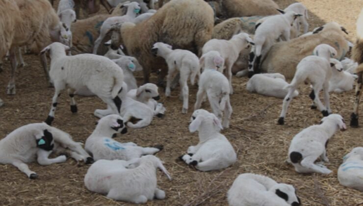 Devlet Üretme Çiftlikleri Dairesi'nden kasaplık hayvan satışı