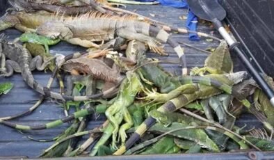 Gökten yağmur değil, İguana yağıyor!