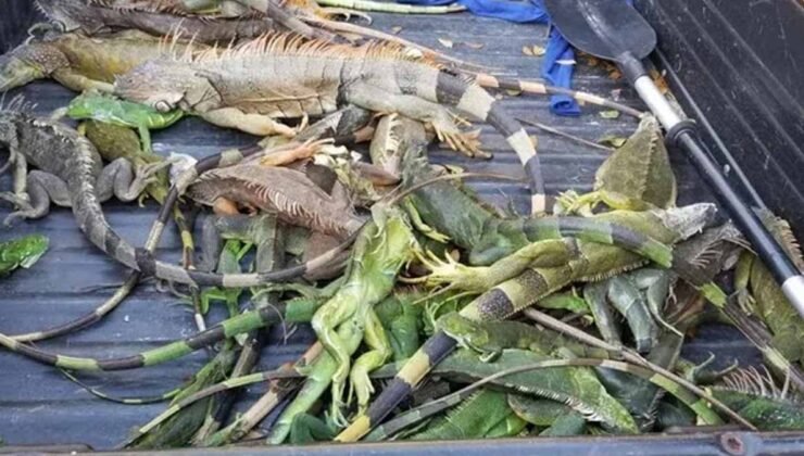 Gökten yağmur değil, İguana yağıyor!