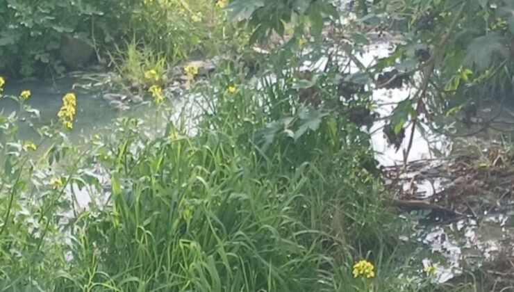 "Gemikonağı Deresi’ni kaplayan foseptik kirliliği üç aydır olduğu gibi duruyor"