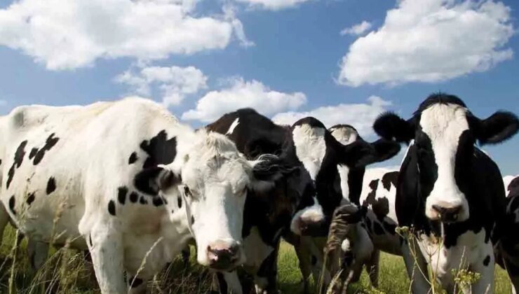 Şap hastalığına karşı mücadele sürüyor…