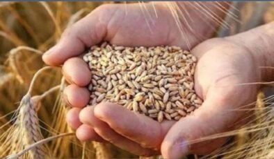 Toprak Ürünleri Kurumu: Gecikme Hava Koşullarından Kaynaklandı