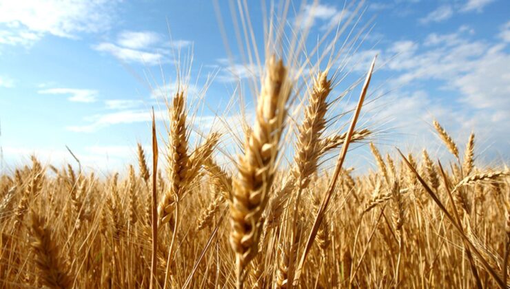 TÜK, yemlik arpanın Çarşamba günü gelmesinin beklendiğini açıkladı