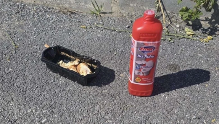 Ekmek parçasına tuz ruhu dökülerek köpeklerin zehirlenmek istediği iddia edildi