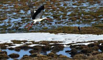 Leylekler erken geldi: Baharın müjdecileri Kars’ta görüldü