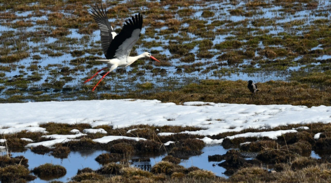 Leylekler erken geldi: Baharın müjdecileri Kars’ta görüldü