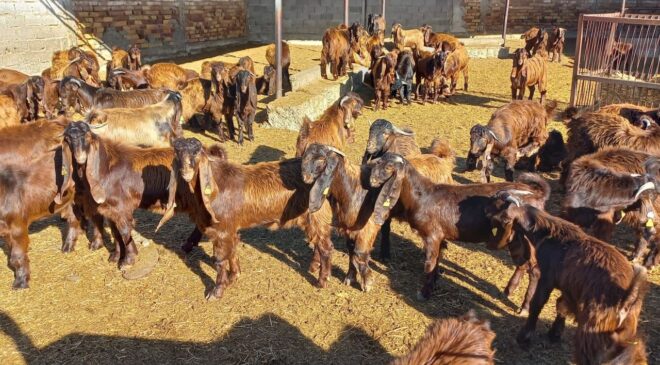 Veteriner Dairesi canlı hayvan satışı yapacak