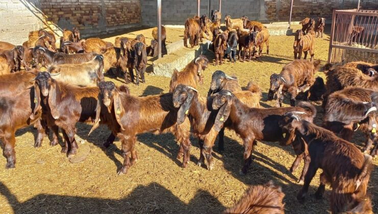 Veteriner Dairesi canlı hayvan satışı yapacak