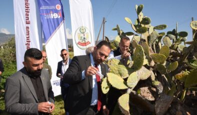 Babutsa koşniline karşı doğaya ilk kez avcı böcek bırakıldı