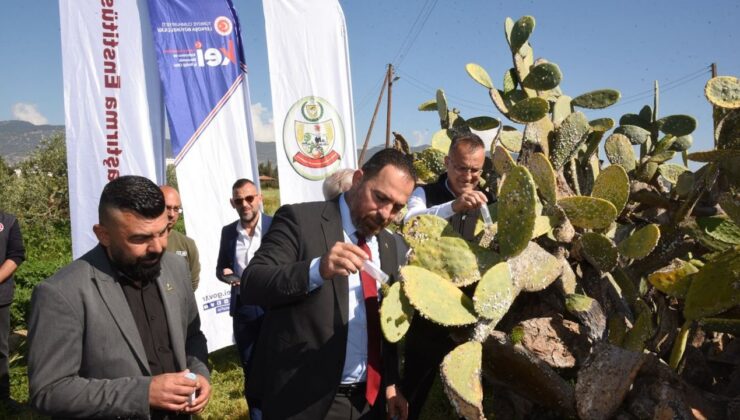 Babutsa koşniline karşı doğaya ilk kez avcı böcek bırakıldı