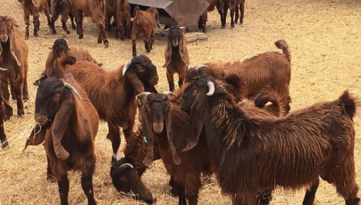 Devlet Üretme Çiftlikleri kasaplık hayvan satışı yapacak: Detaylar paylaşıldı