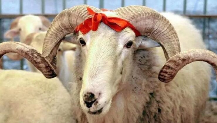 Din İşleri Başkanlığı vekâlet yoluyla kurban kesim bedellerini açıkladı