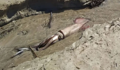 Dev kalamar görenleri şaşırttı !…