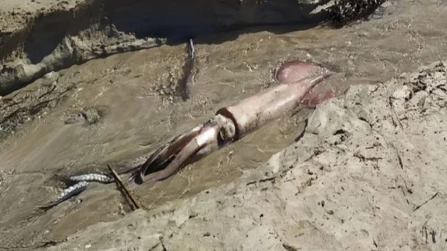 Dev kalamar görenleri şaşırttı !…