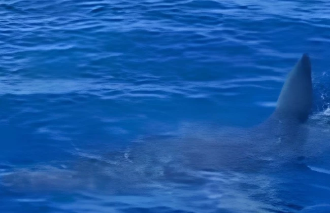 Alsancak açıklarında köpekbalığı denizdeki tekneye yaklaştı