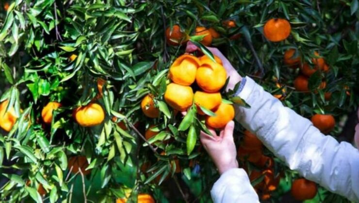 Narenciye Üreticileri Birliği Derneği: Tedbir alınmaması halinde ürün dalında kalabilir