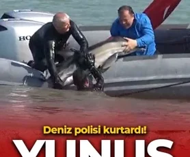Yunus balığı dereye düştü: Deniz polisi kurtardı