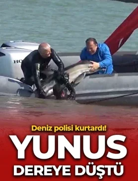 Yunus balığı dereye düştü: Deniz polisi kurtardı
