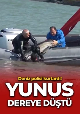 Yunus balığı dereye düştü: Deniz polisi kurtardı