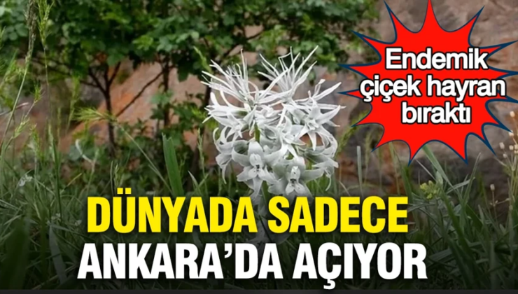 Dünyada sadece Ankara’da açıyor: Endemik çiçek hayran bıraktı